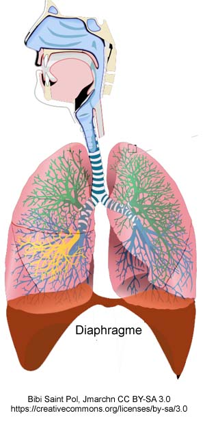 système respiratoire